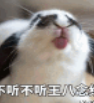 可爱兔兔带字QQ微信表情包(可爱兔兔表情素材)V1.0 绿色版