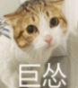 一只猫超怂的表情包(猫咪超怂表情素材)V1.0 正式版