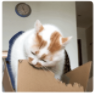 抖音猫猫啃箱子QQ表情包(猫猫啃箱子表情素材)V1.0 最新版