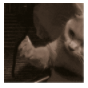 抖音灰色猫咪比心表情包(灰色猫咪比心表情图片)V1.0 免费版