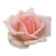 999朵玫瑰表白神器下载V1.0.1 电脑版