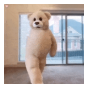 跳舞熊表情包(跳舞熊动态表情图片)V1.0 正式版