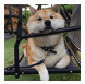 柴犬摇椅悠闲表情包(柴犬摇椅表情图片)V1.0 免费版