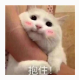 可爱猫咪撒娇表情包(猫咪撒娇表情图片)V1.0 绿色版