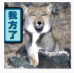 藏狐表情包(藏狐表情素材)V1.0 免费版