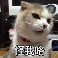 怪我咯猫咪萌图表情包下载(可爱猫咪图片带字表情)