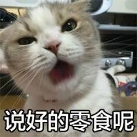 怪我咯猫咪萌图表情包下载(可爱猫咪图片带字表情)