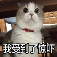 怪我咯猫咪萌图表情包下载(可爱猫咪图片带字表情)