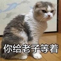 怪我咯猫咪萌图表情包下载(可爱猫咪图片带字表情)