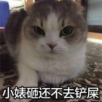 怪我咯猫咪萌图表情包下载(可爱猫咪图片带字表情)