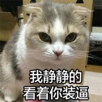 怪我咯猫咪萌图表情包下载(可爱猫咪图片带字表情)