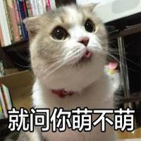 怪我咯猫咪萌图表情包下载(可爱猫咪图片带字表情)