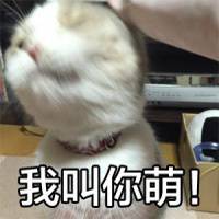 怪我咯猫咪萌图表情包下载(可爱猫咪图片带字表情)