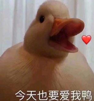 王思聪买鸭子表情包下载(鸭子表情包)