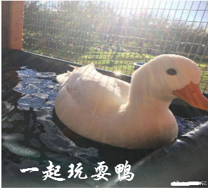 王思聪买鸭子表情包下载(鸭子表情包)
