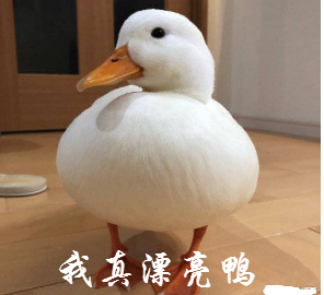王思聪买鸭子表情包下载(鸭子表情包)