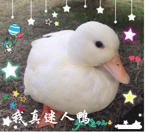 王思聪买鸭子表情包下载(鸭子表情包)