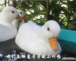 王思聪买鸭子表情包下载(鸭子表情包)