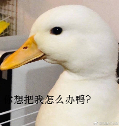 王思聪买鸭子表情包下载(鸭子表情包)