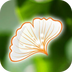 大森林下载(手机社交软件)V1.1.8 安卓
