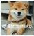 柴犬行走的表情包(柴犬表情包卡通图片) 最新免费版