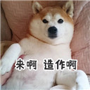 柴犬带字图片表情包(柴犬搞笑表情) 中文版