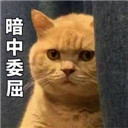 暗中委屈橘猫表情包(暗中委屈橘猫可爱表情包) 去广告版