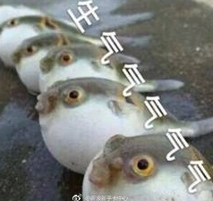 河豚生气表情包(河豚生气动态图gif表情) 最新版