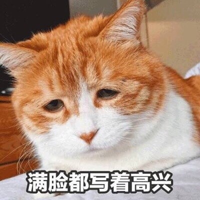 一只戏精的猫表情包(一只戏精的猫表情图片) 去广告版