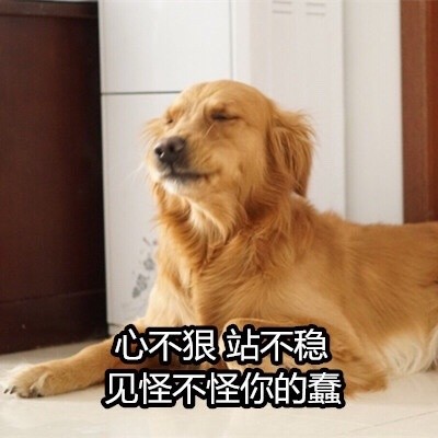 可爱金毛表情包(可爱金毛图片大全) 无水印版