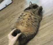大猫饼表情包(大猫饼搞笑表情大全) 最新版