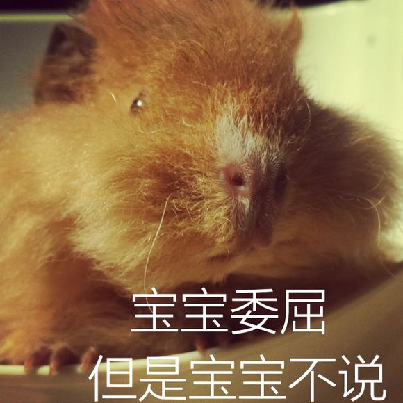 荷兰猪吃草表情包(荷兰猪吃草图片表情) 免费版