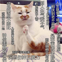 莫生气聊天表情包(莫生气聊天搞笑图片) 高清无广告版