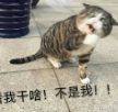 阿肥喵咪表情包(阿肥喵咪搞笑图片)V1709 高清版