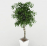 装饰性盆栽3d模型下载(室内装饰性绿植盆栽3d模型设计工具)V1.00 免费版