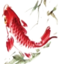 中国风金鱼PSD素材(中国风金鱼PSD图片)V1.0 绿色版