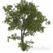 椭圆形叶3d模型下载(椭圆形树木3dmax模型辅助工具)V1.0 免费版