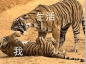 受伤的总是我表情包(受伤的总是我图片) 无水印版