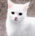 白猫互怼趣味QQ表情包(白猫互怼搞笑表情素材)V1.0 免费版