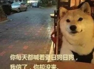 柴犬坐在窗边的表情(柴犬表情包) 完整版