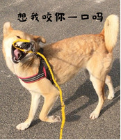 汪星人表情包(汪星人搞笑表情组图) 免费版