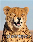 豹跳如雷表情图片(豹跳如雷图片) 无水印版