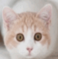 win7可爱猫咪主题桌面(猫咪主题桌面壁纸)V1.0 最新版