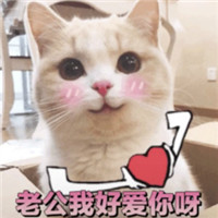 小仙女专用萌猫表情包(萌猫表情图片) 无水印版