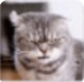 抖音蓝猫biubiu表情包(蓝猫biubiu表情素材)V1.0 绿色版