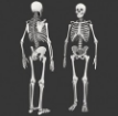 人体骨骼3D模型(标准人体骨架3D模型工具)V1.00 绿色版
