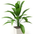 盆栽植物3d模型下载(绿植盆栽室内盆栽3d模型obj工具)V1.00 绿色版