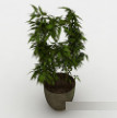 室内观赏植物3d模型下载(室内绿植盆栽观赏植物3d模型obj文件)V1.00 免费版