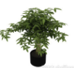 室内植物3d模型下载(绿色植物室内盆栽盆景3dmax模型文件)V1.0 绿色版