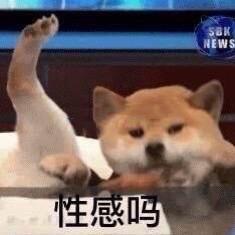 柴犬贱贱表情包下载(柴犬沙雕表情包合集)无水印版